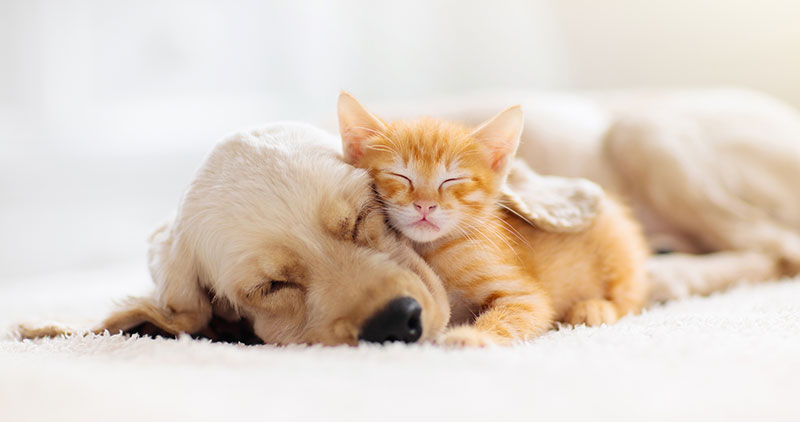 emotional content and imagery - puppy and kitten snoozing