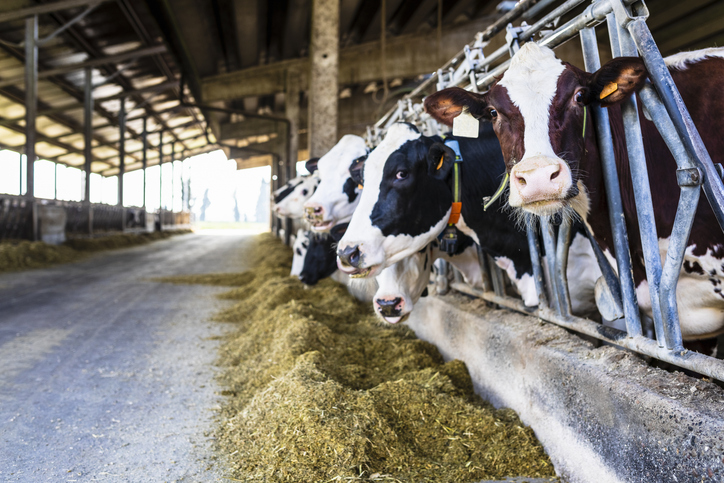 States Invest in Dairy Modernization and Growth