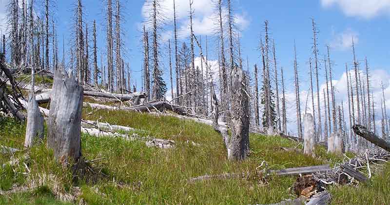 content pruning - trim the deadwood